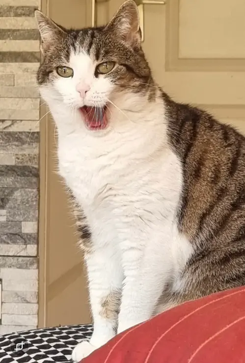 la chatte qui semble rire sur son pouf (en fait elle baille)