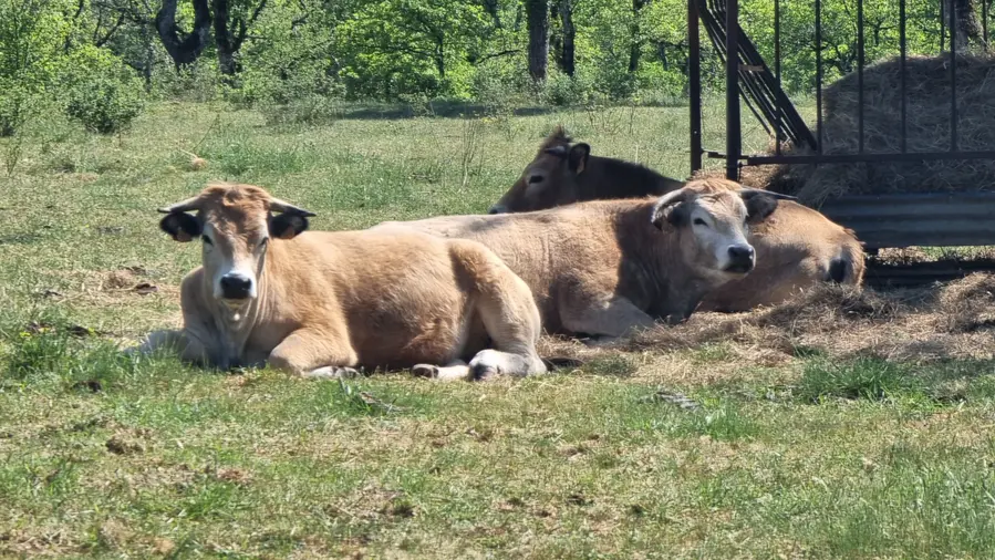 3 vaches allongées au soleil dans un pré près du distributeur de fourrage
