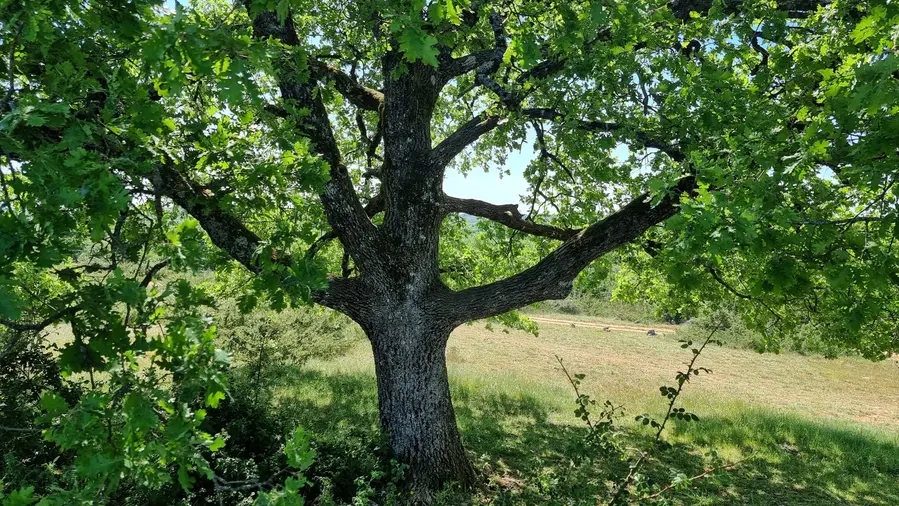 les bras du chêne à Gréalou