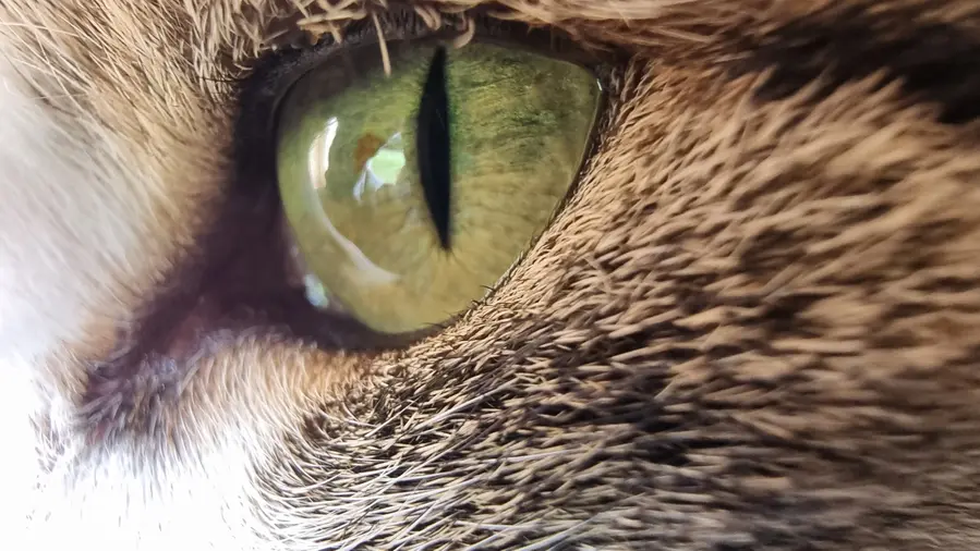 l’œil de la chatte