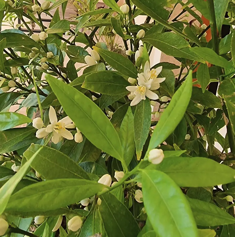 Mandarinier en fleurs