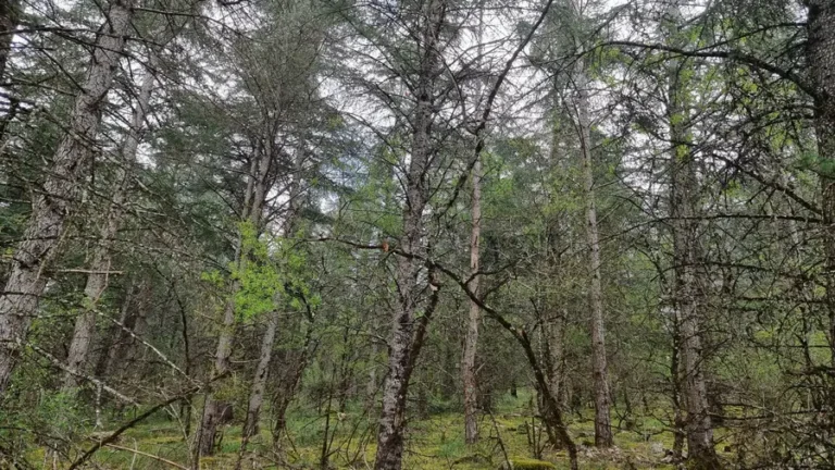 des pins au bord du causse