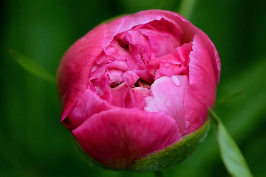 Pivoine