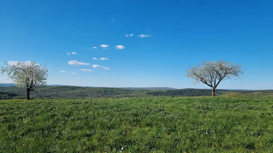 des arbres en fleurs sur le causse