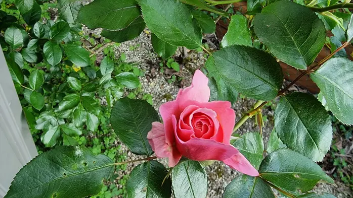 Rose