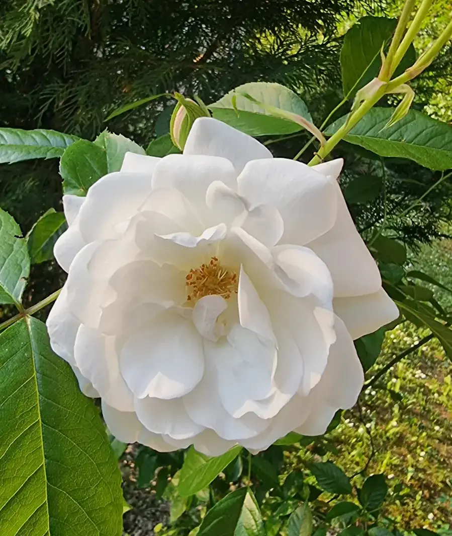 une fleur de rosier blanc