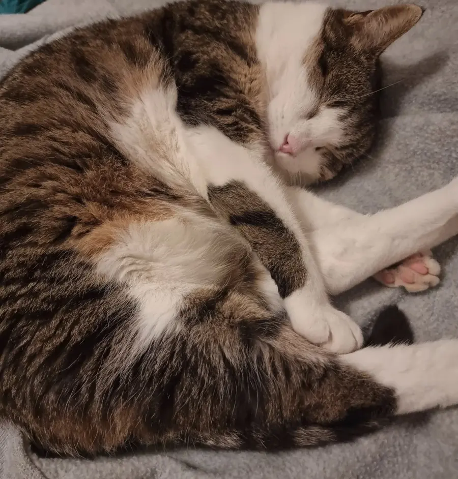 la chatte Isis lovée en position fœtale dort tranquillement