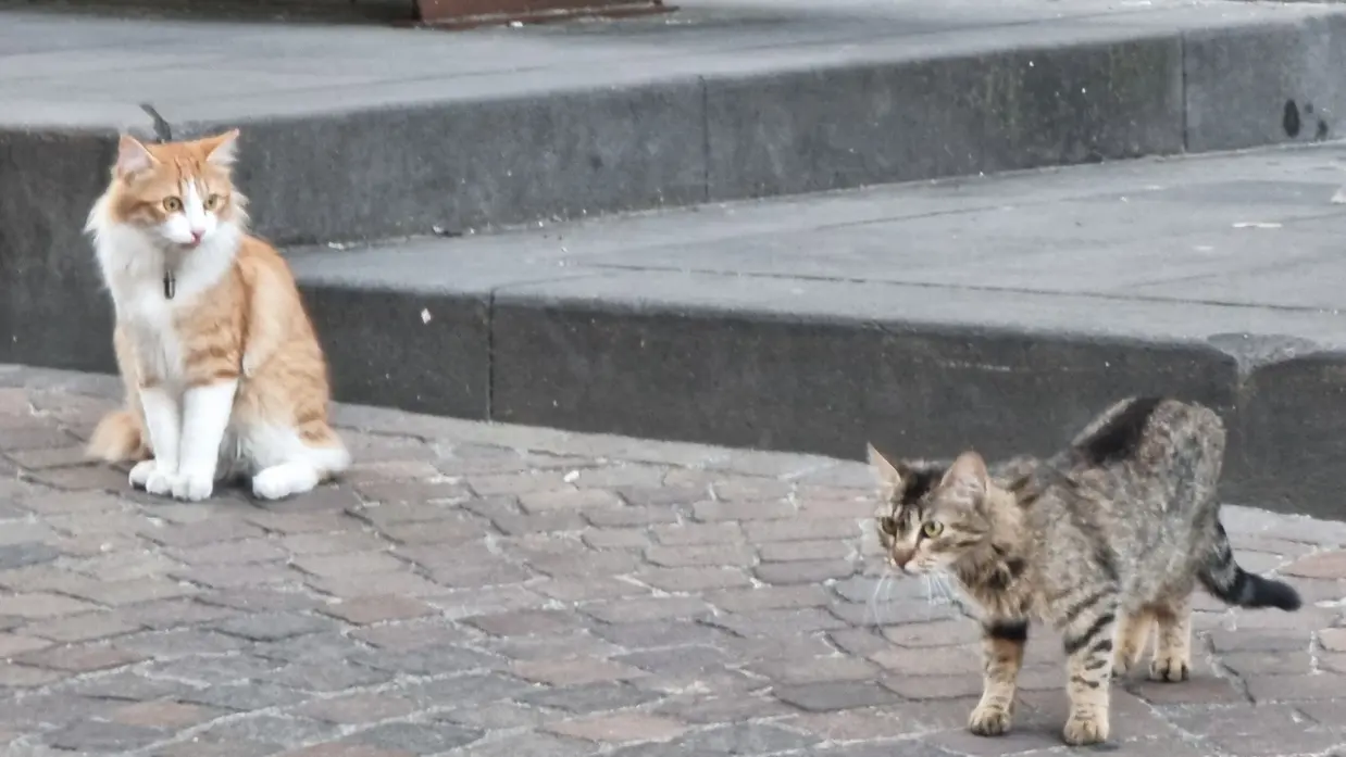 Chats de rue