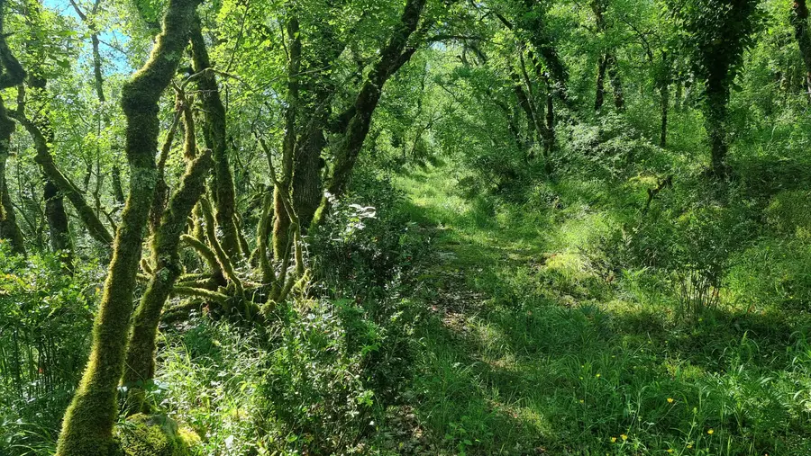 le chemin comme dans un conte