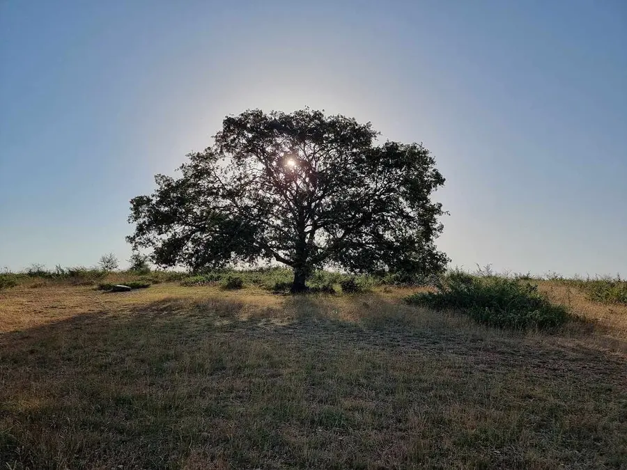 le chêne sur le causse avec le soleil l'éclairant