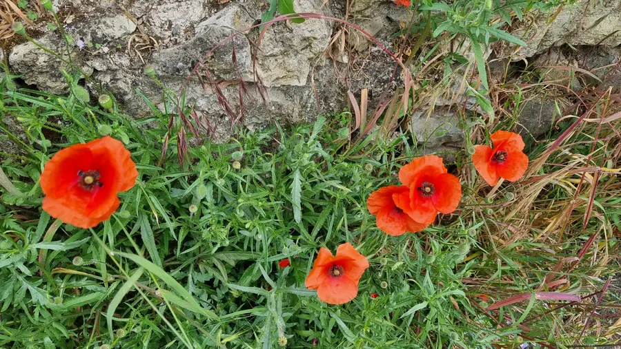 Coquelicots