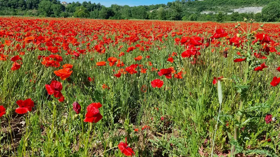 approcher les coquelicots 