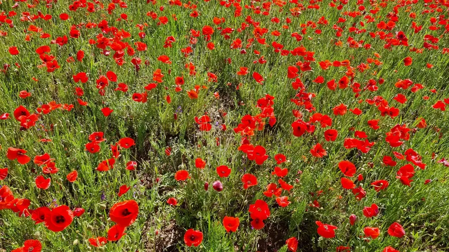 coquelicots de haut