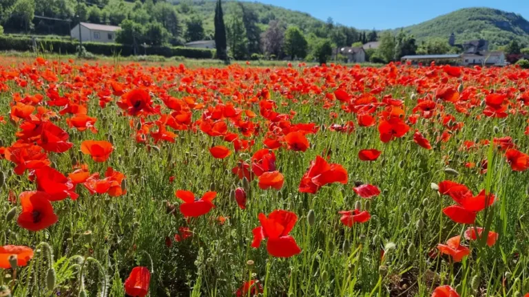 coquelicots au village