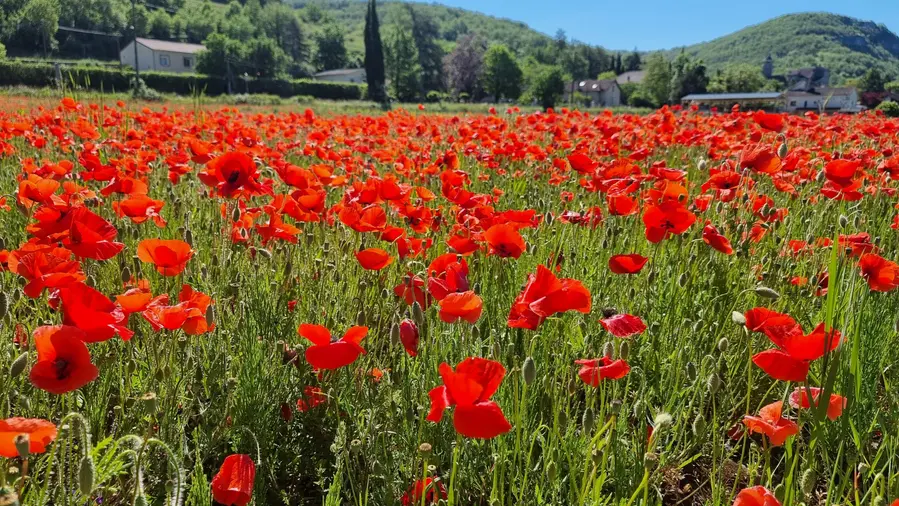 coquelicots au village