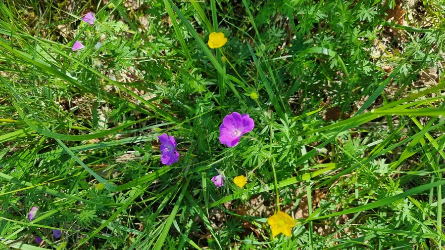 Fleurs sauvages