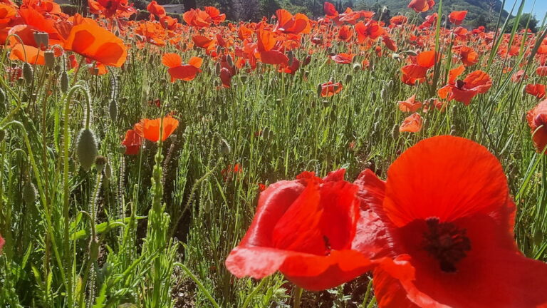 des coquelicots en gros plan