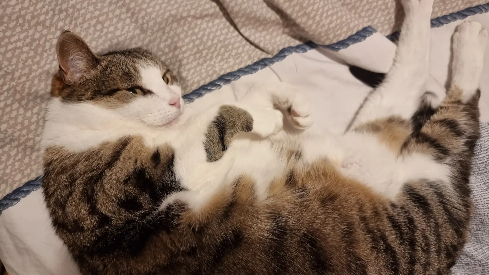 Isis la chatte en mode détendu fait la grasse matiniée