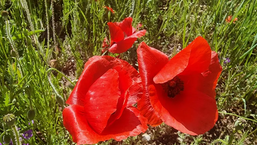 coquelicot de près