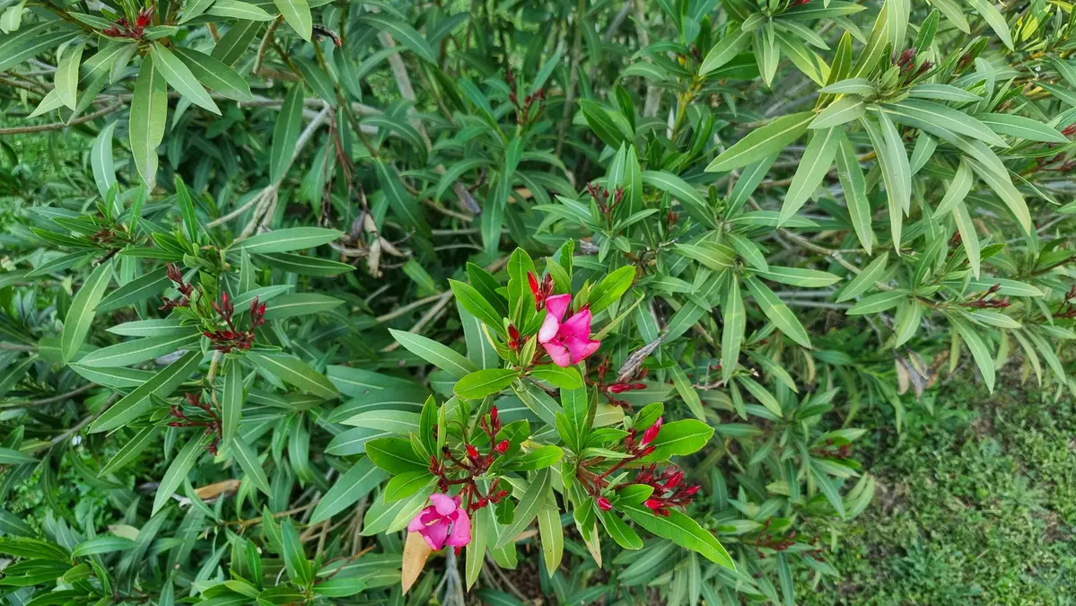 Laurier rose