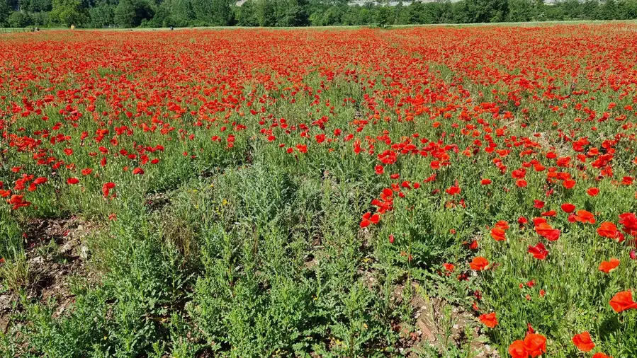 le champ de coquelicots