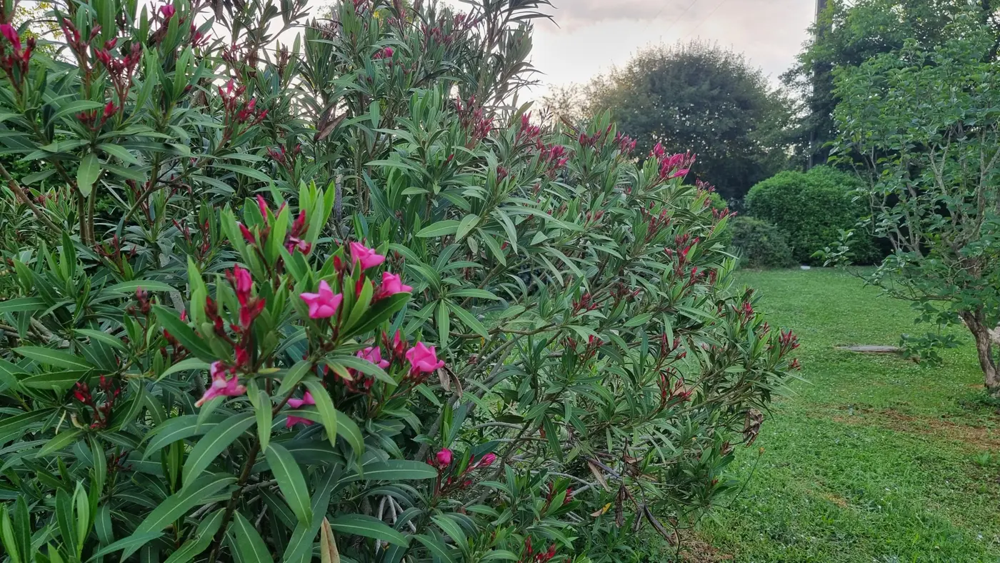 laurier rose en mai 2026 commençant à fleurir dans le jardin
