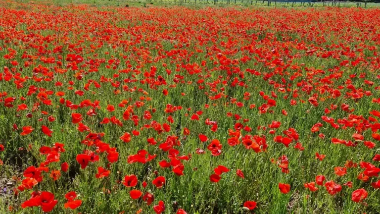 mer de coquelicots