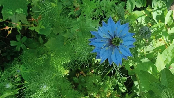 La nigelle de damas