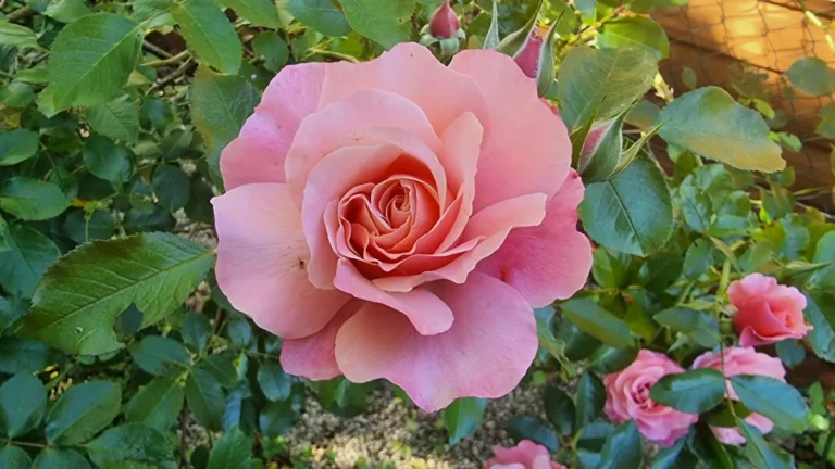 une rose rose délicate au jardin en mai 2026