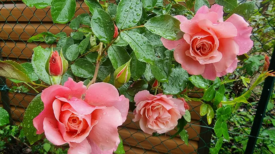 Roses
