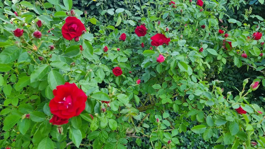 Rosier