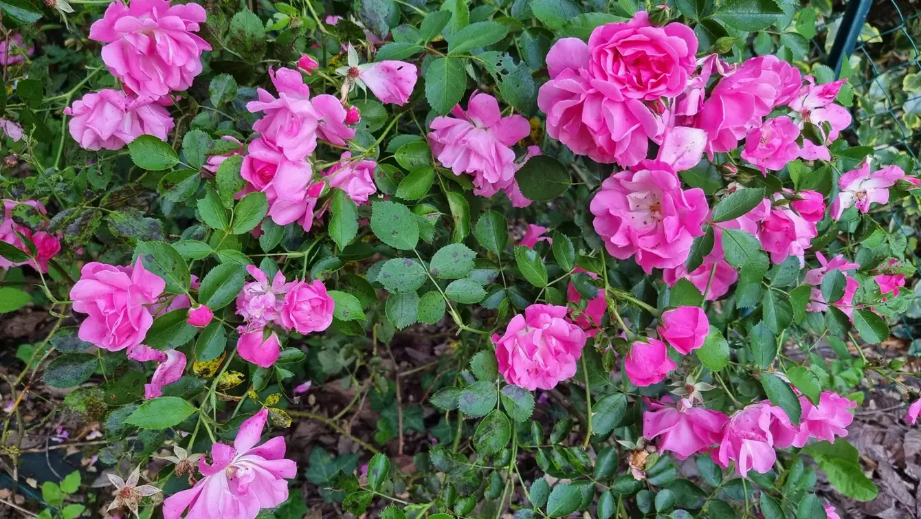 Rosiers au jardin