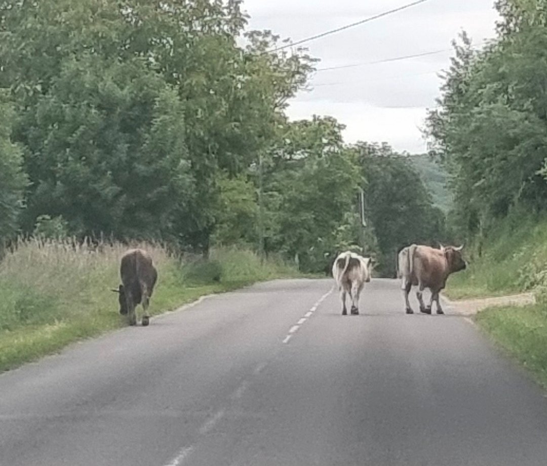 trois vaches sur la route de Figeac