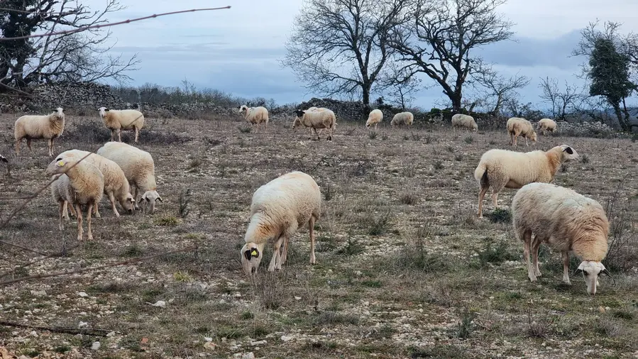 Troupeau de brebis sur le causse en janvier