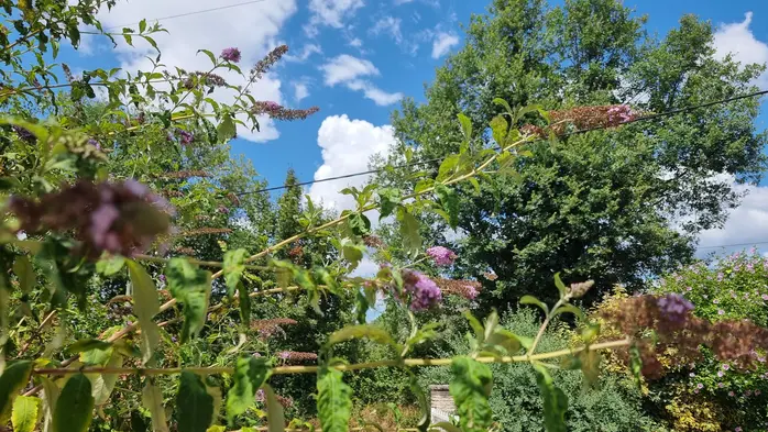 arbre à papillons dont les fleurs seèchent