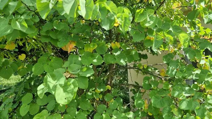 des feuilles qui jaunissent prématurément