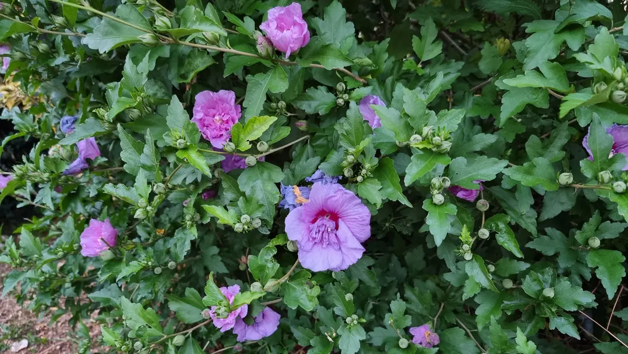 des fleurs d'hibiscus naissent au jardin