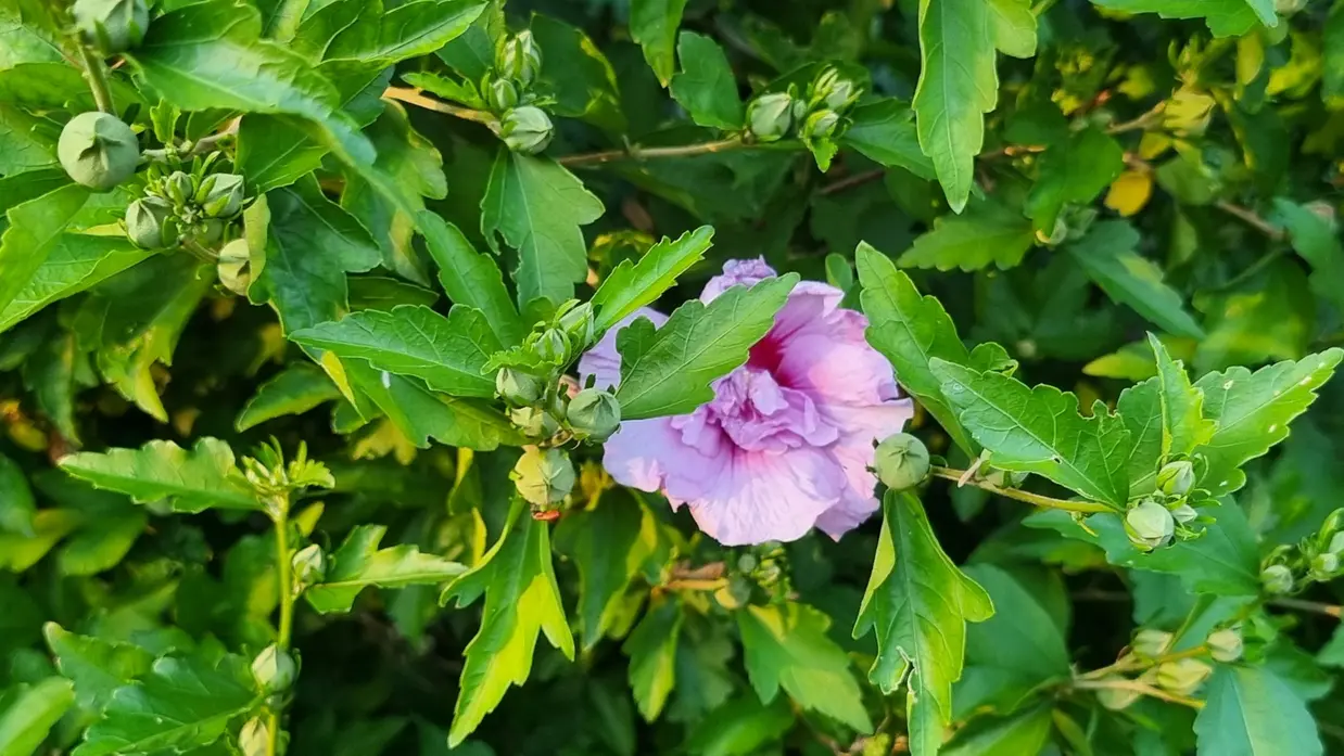 Hibiscus