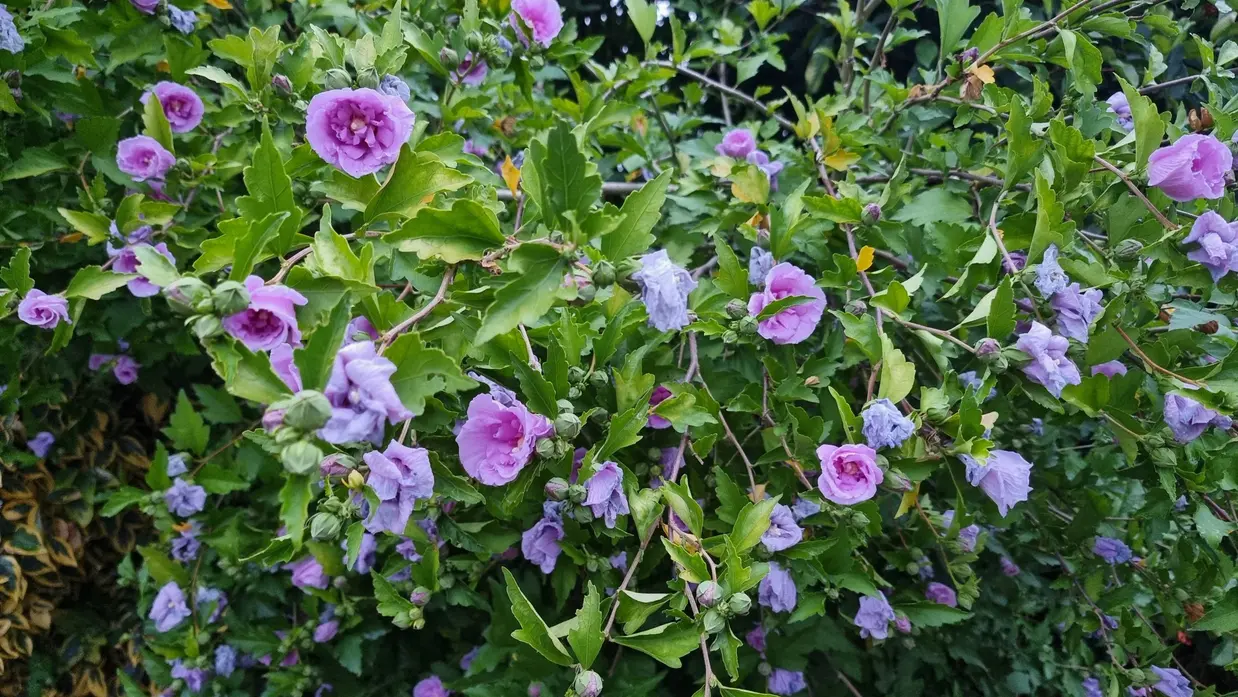Hibiscus e nfleurs