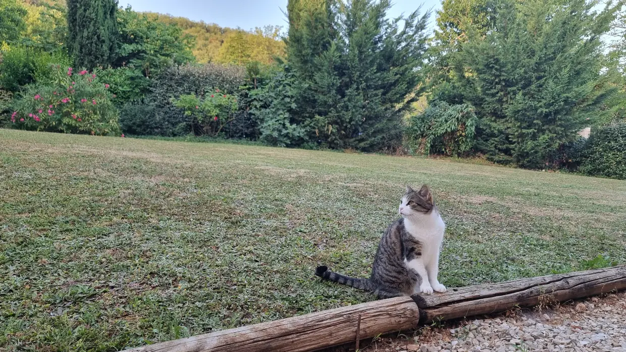 Isis la chatte dans le jardin à six heures quarante ce lundi 22 juin
