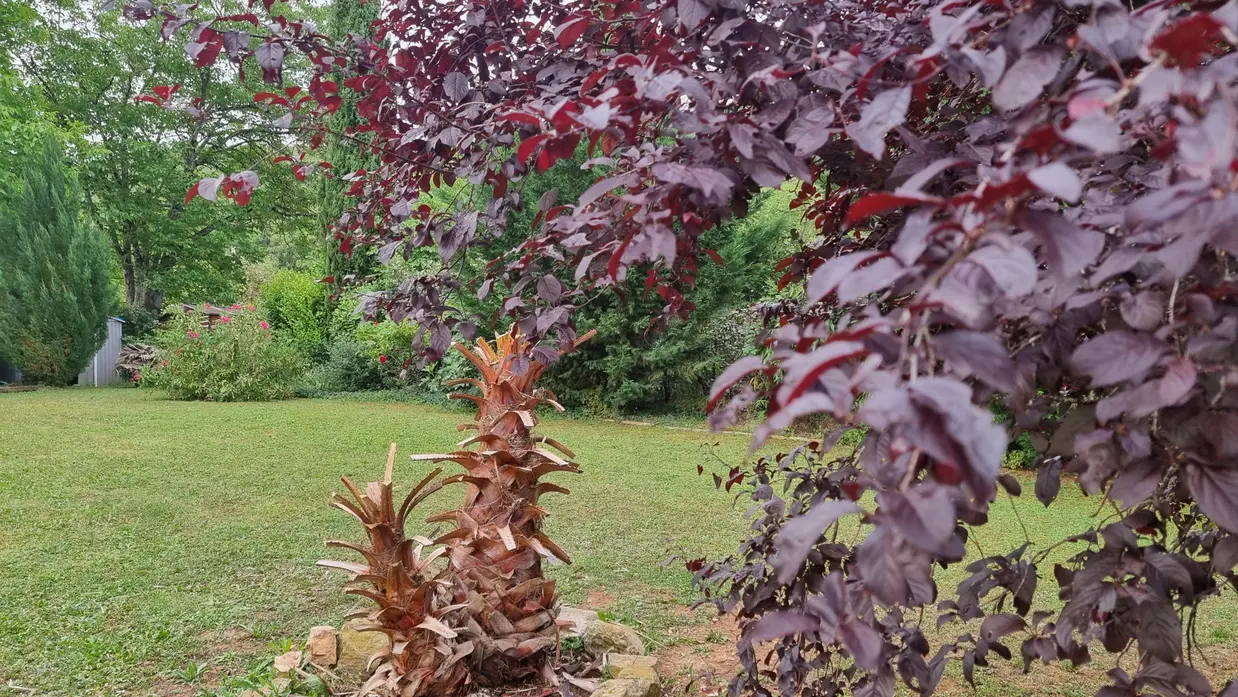 un palmier sec et mort au jardin