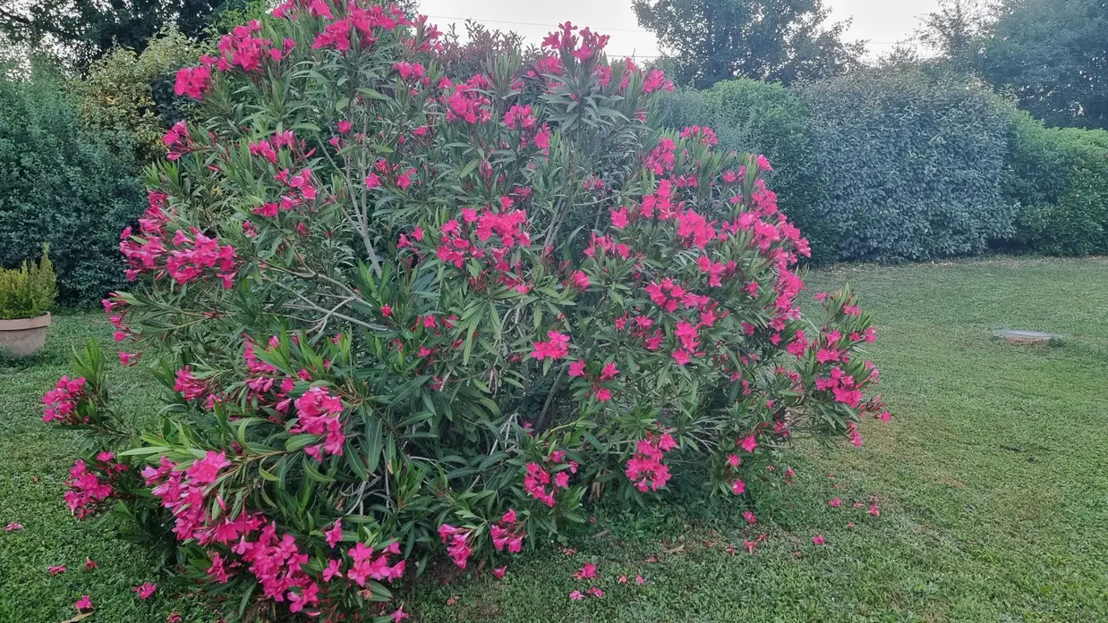 le laurier rose en près au petit matin