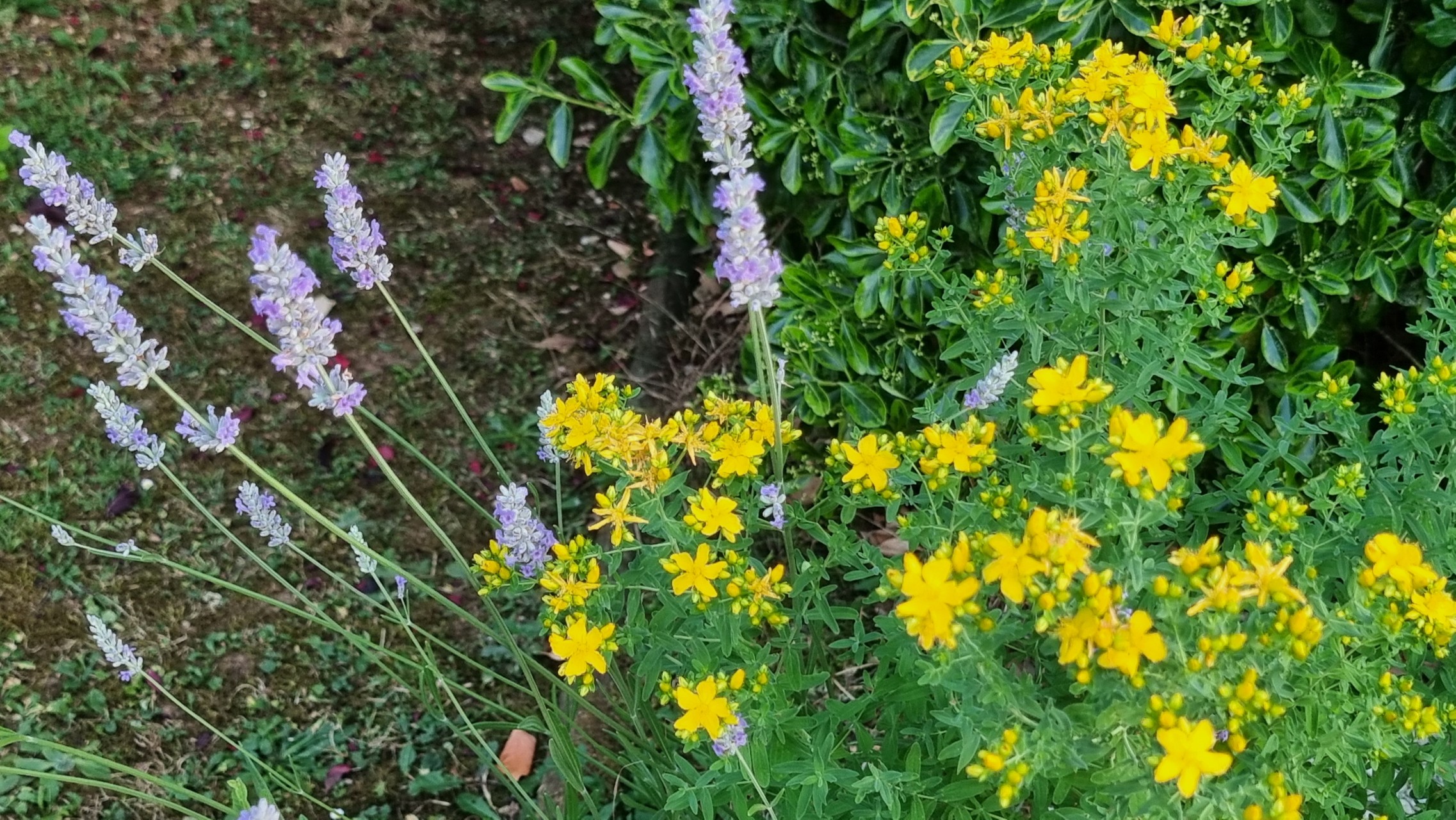 lavande et millepertuis sauvage associés au jardin