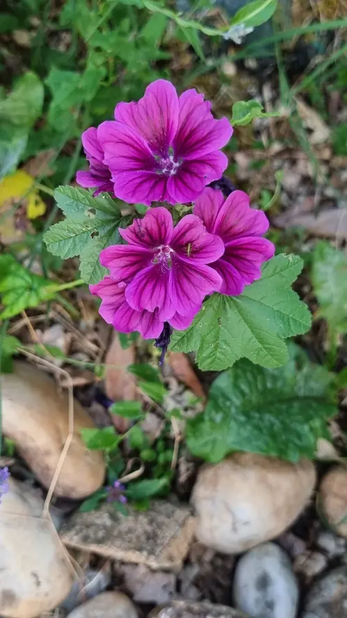Mauve