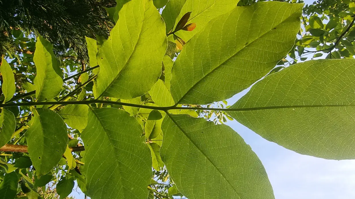 Noyer le sfeuilles du noyer