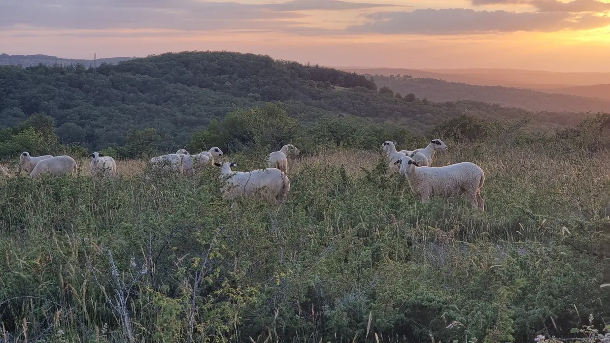 Troupeau sur le causse
