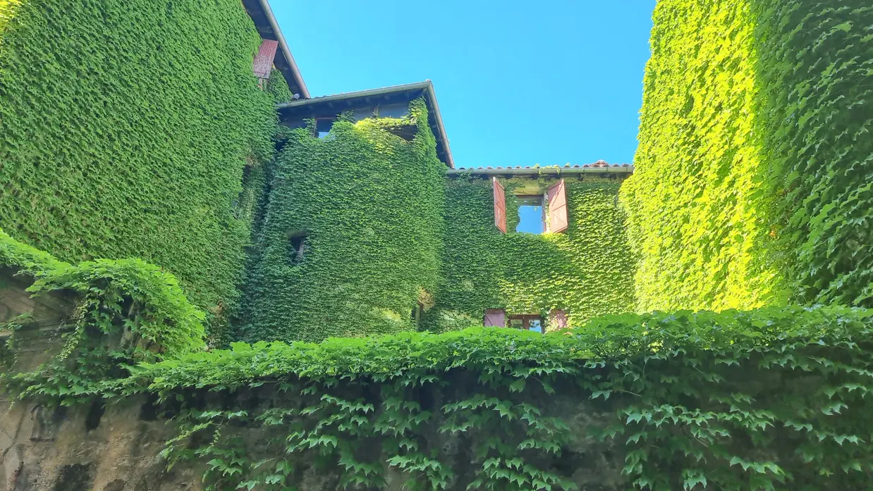une vigne vierge sur un hôtel particulier de Figeac dans le Lot