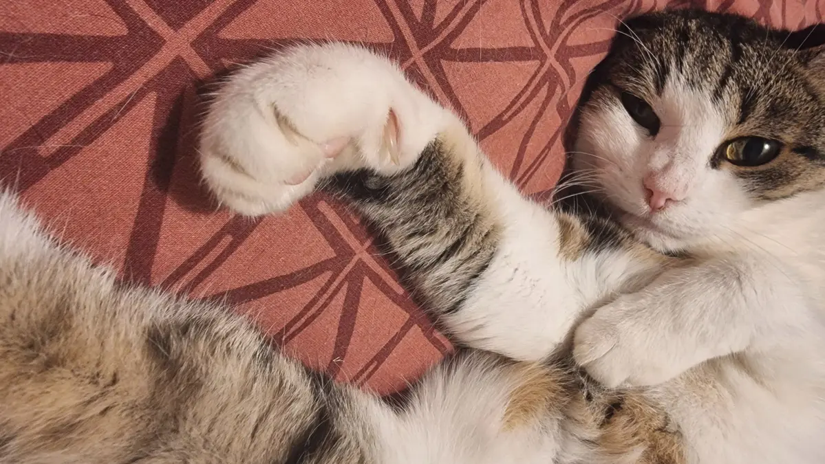 Isis en mode chill