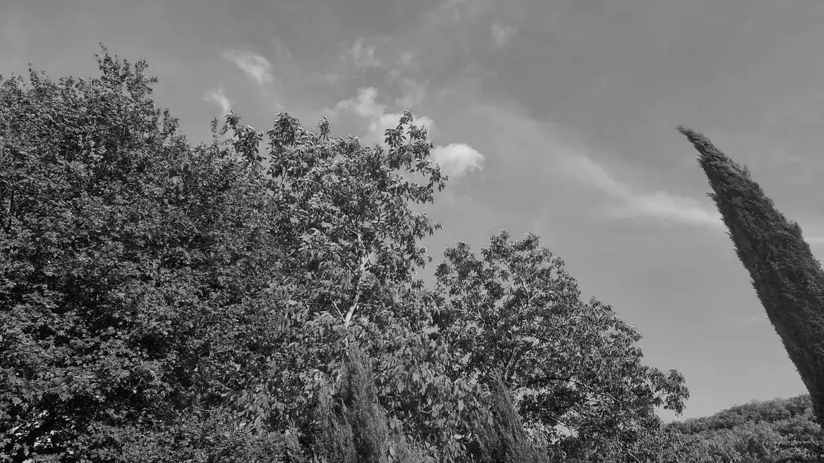 les arbres au jardin fin juin 26
