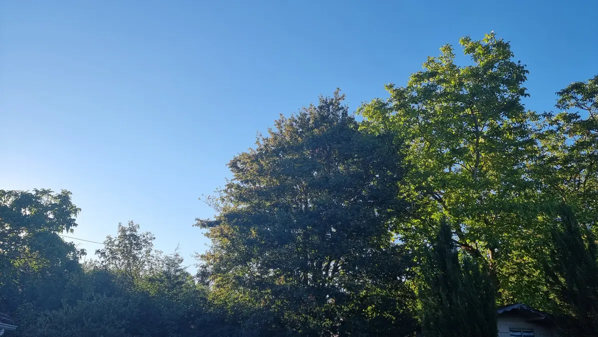 les arbres du jardin sur un ciel très bleu que perce le soleil